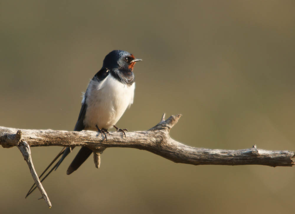 Boerenzwaluw, European (Barn) Swallow