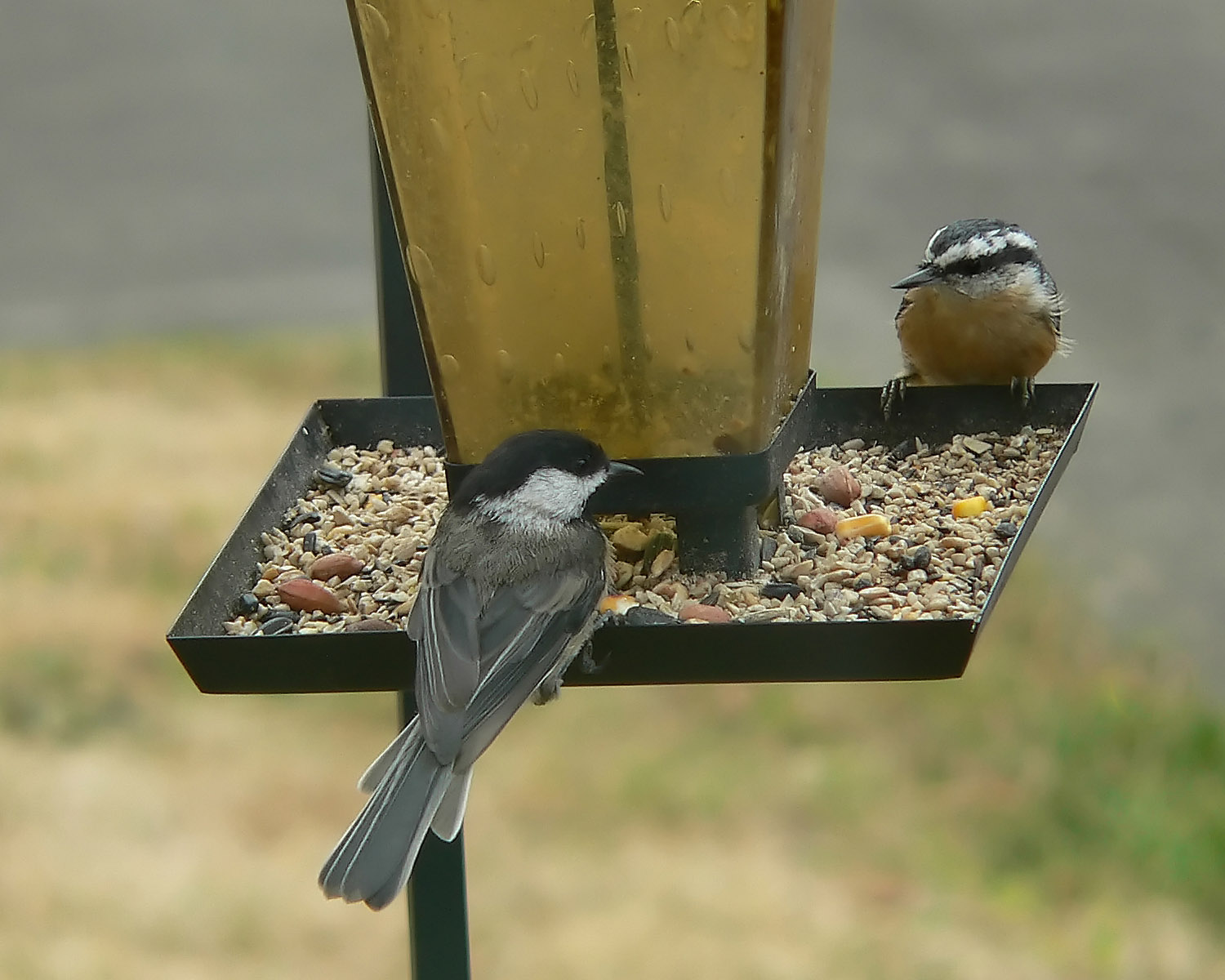 Nuthatch and Chickadee.jpg