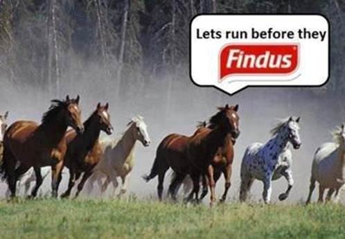 Equine troubles