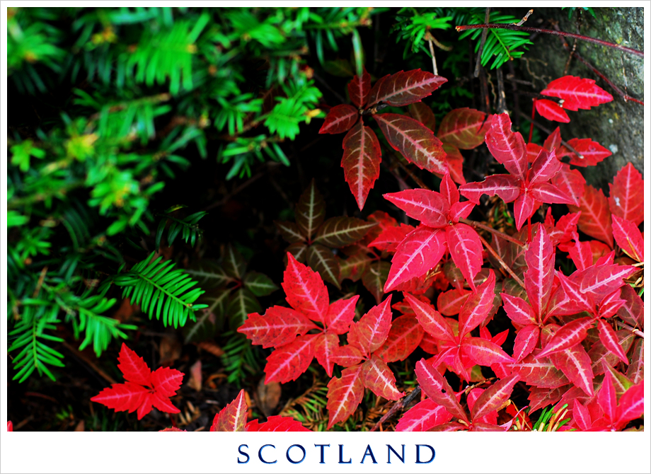 Colour of Fall