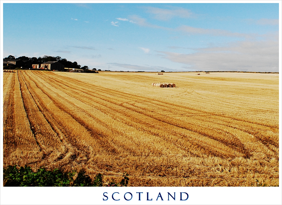 ...... and Grains so Yellow