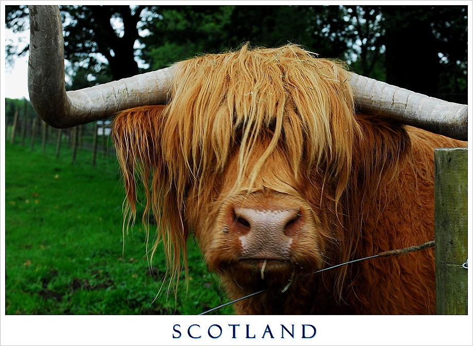 Highland Cattle