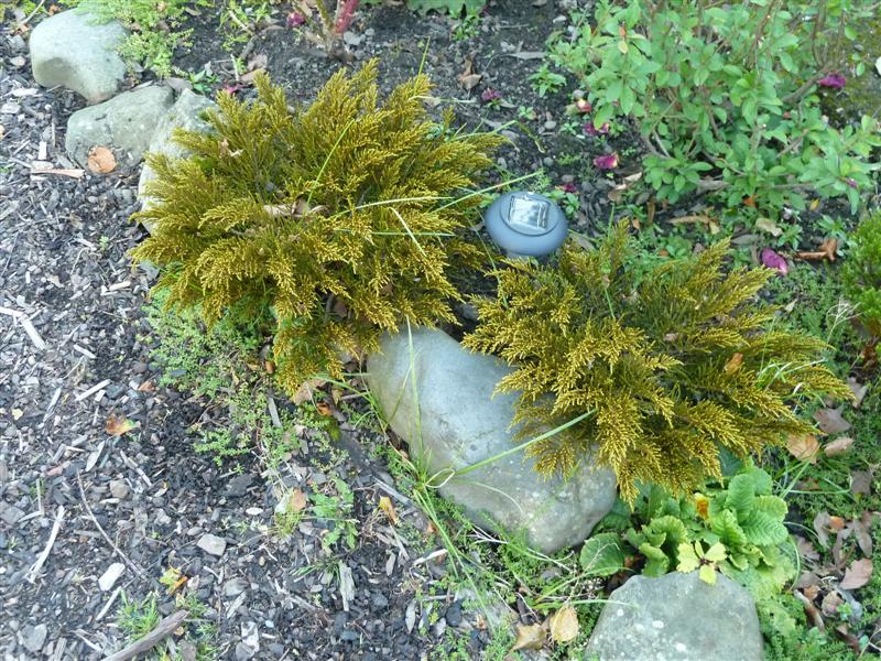 Mystery conifer 2JPG