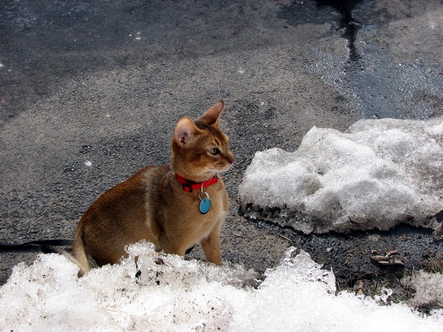 Conquering the snow & ice