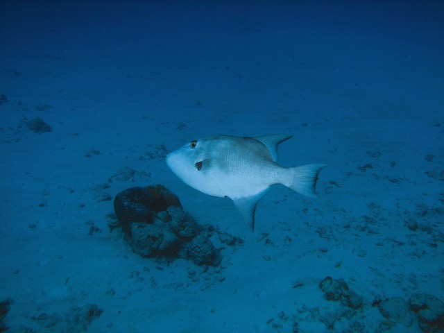 Ocean Triggerfish