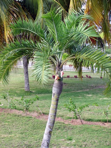 Palm tree with caracols hanging from it!!