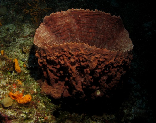 Barrel sponge