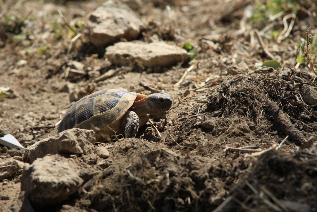 Turkey2010_0198.jpg