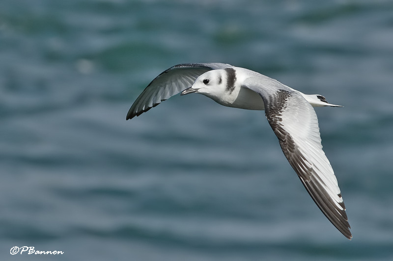 Mouette tridactyle (Beauharnois, 15 aot 2008)