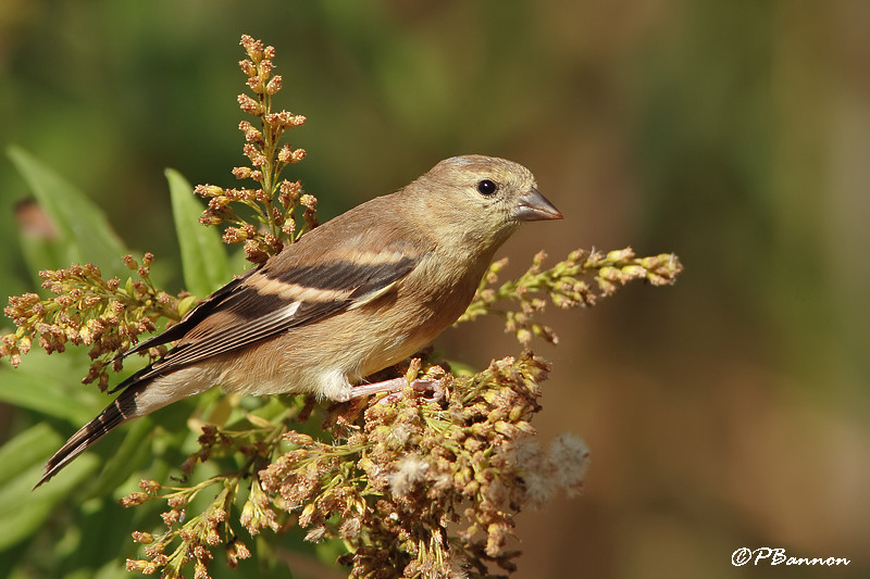 Chardonneret jaune (le des Soeurs, 24 septembre 2008)