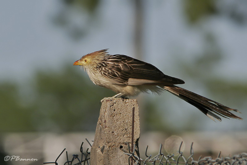Guira Cuckoo (Guira cantara)