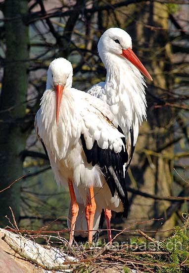 Stoerche / Storks (9987)