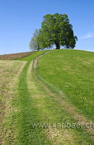 Weg zum Huegel (6788)