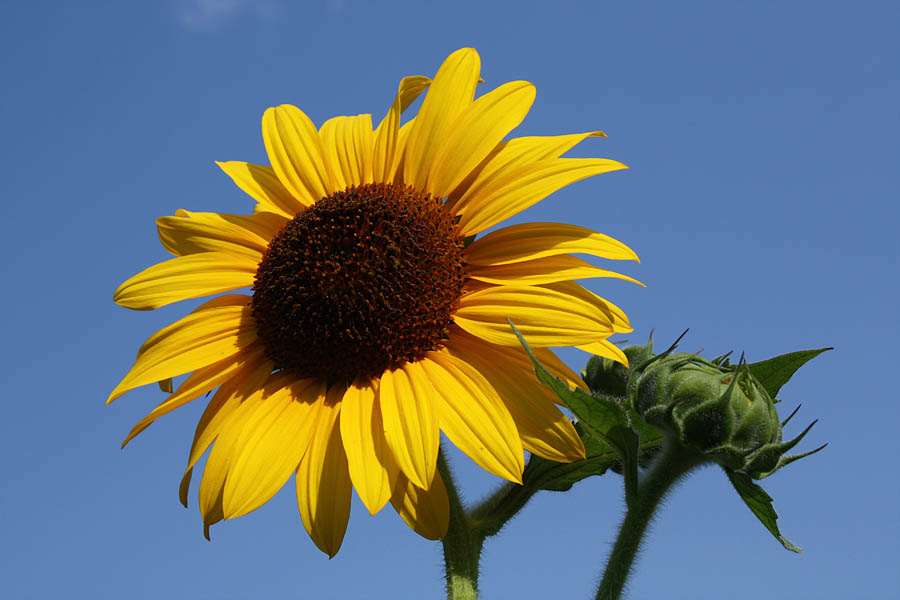 Sunflower
