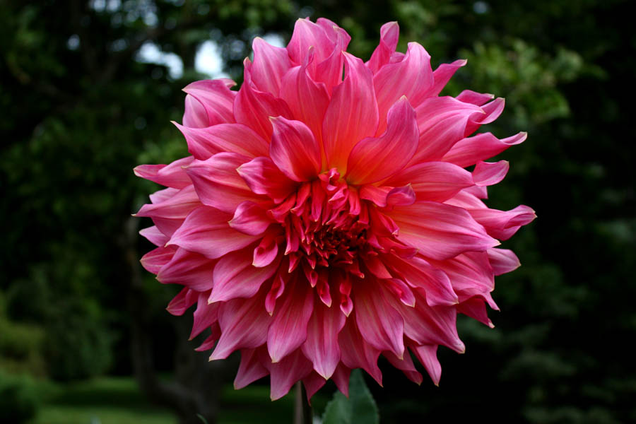 Dahlia 6