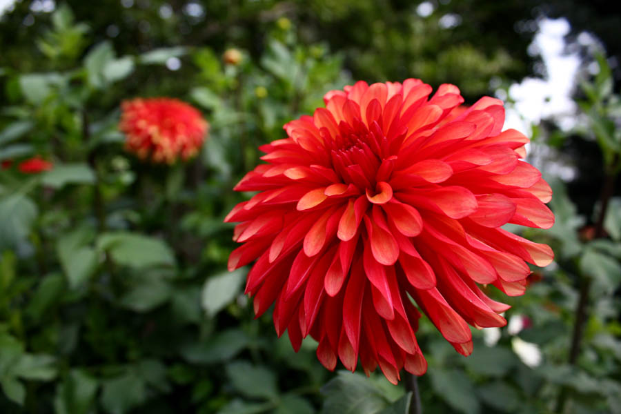 Dahlia 5