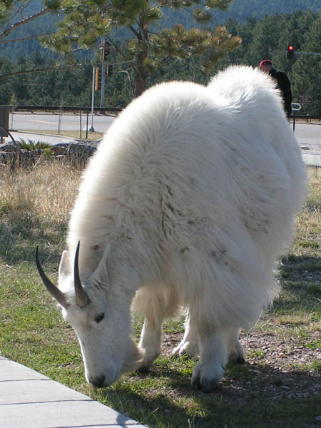 Visitor to Mt Rushmore