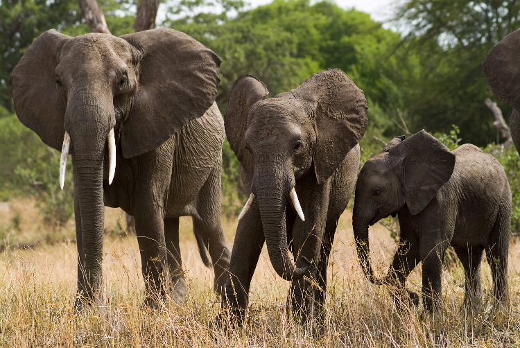 Tarangire National Park