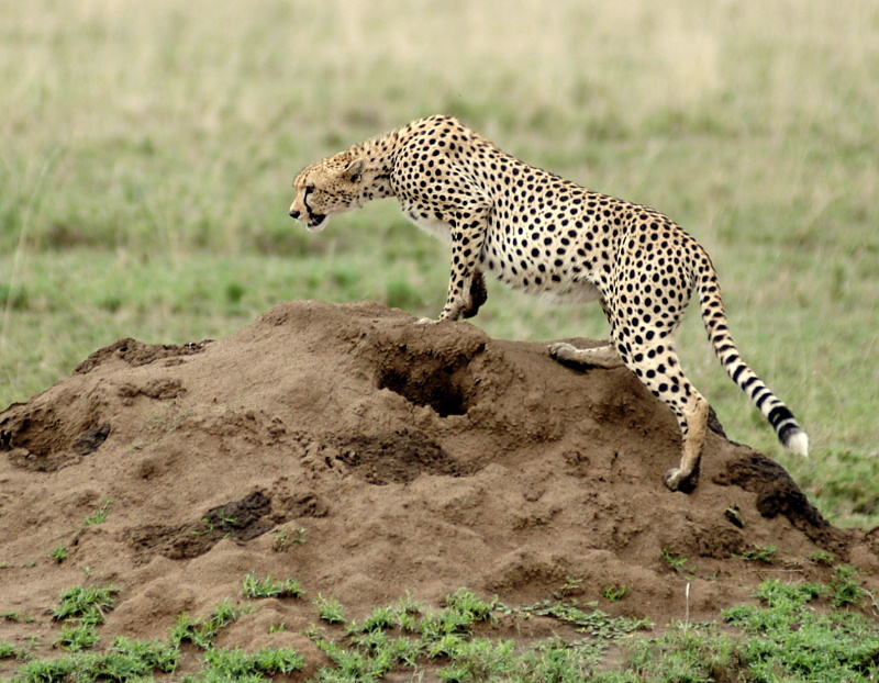 Serengeti National Park