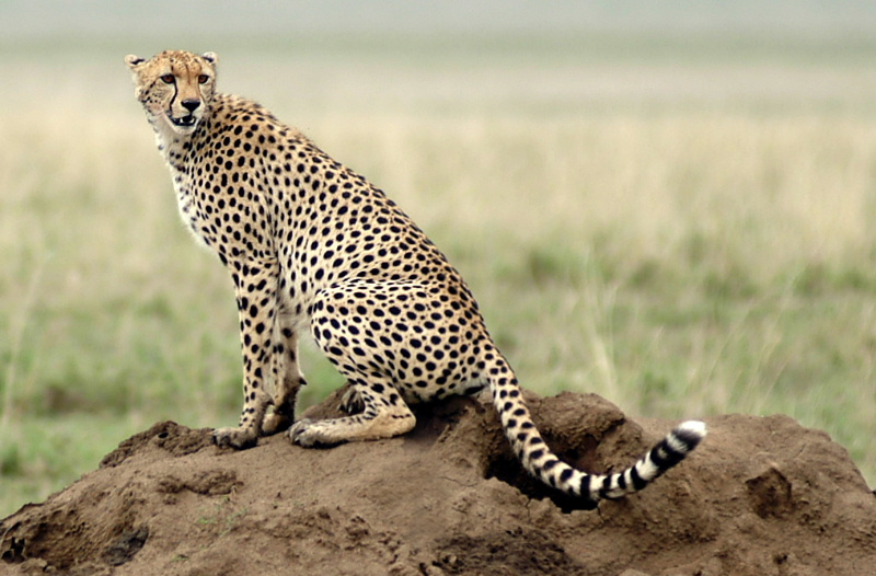 Serengeti National Park