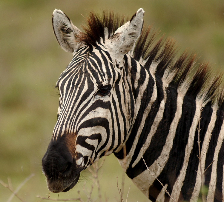 Ngorongoro Crater
