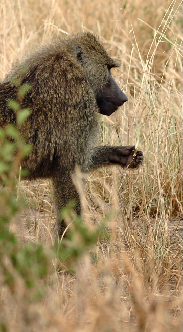 Tarangire National Park