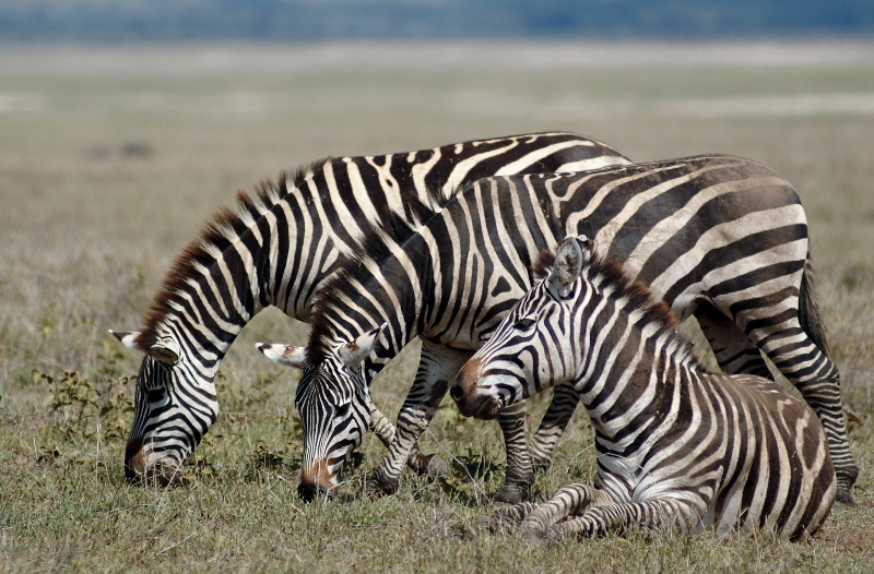 Ngorongoro Crater