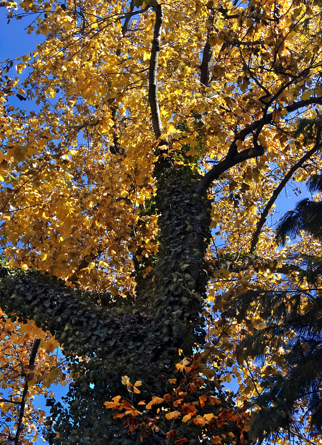 Fall Tree.jpg