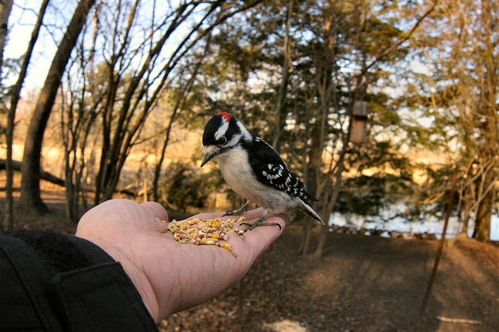 IMGP0036.JPG