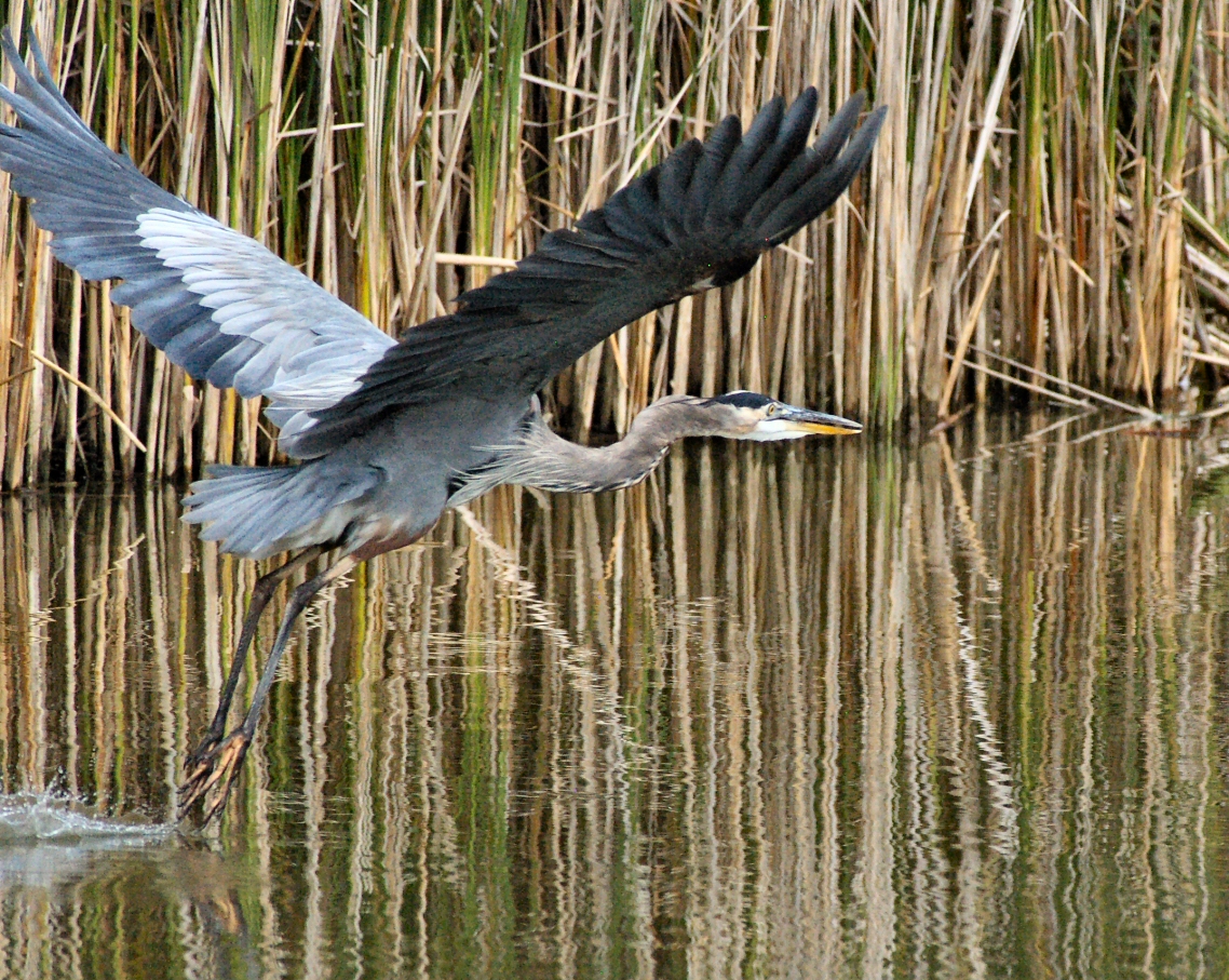 GBH 1resizedCropped.jpg