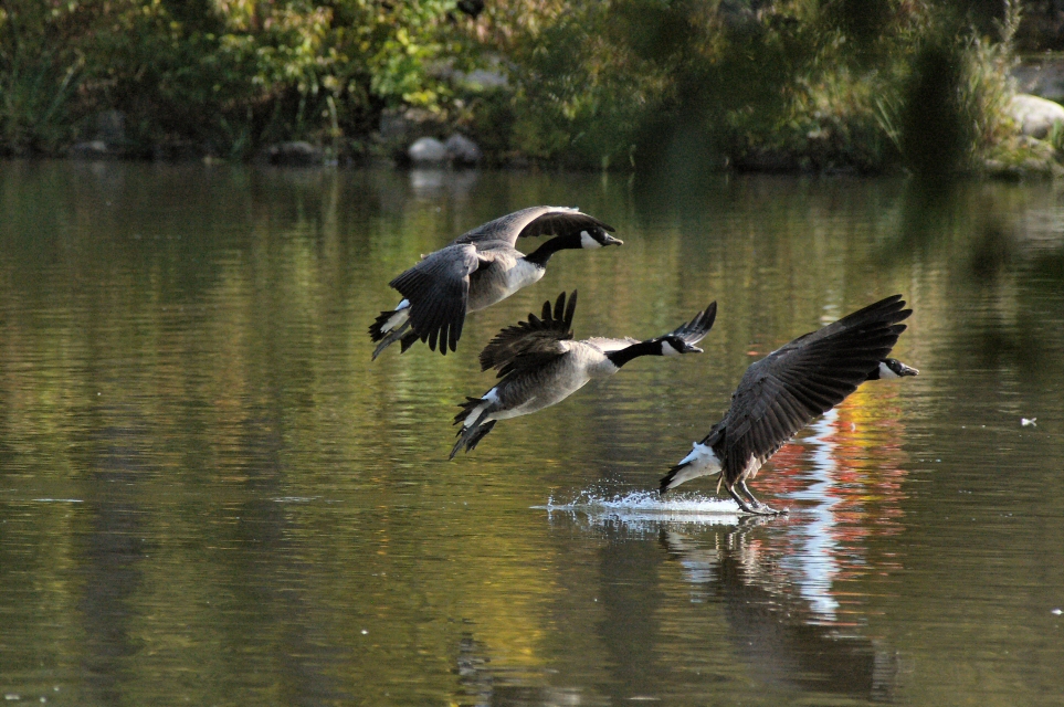 IMGP9397 geese large e.jpg