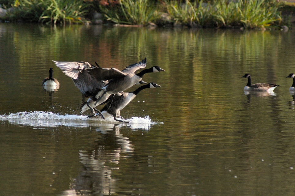 IMGP9398 3 gliding.jpg