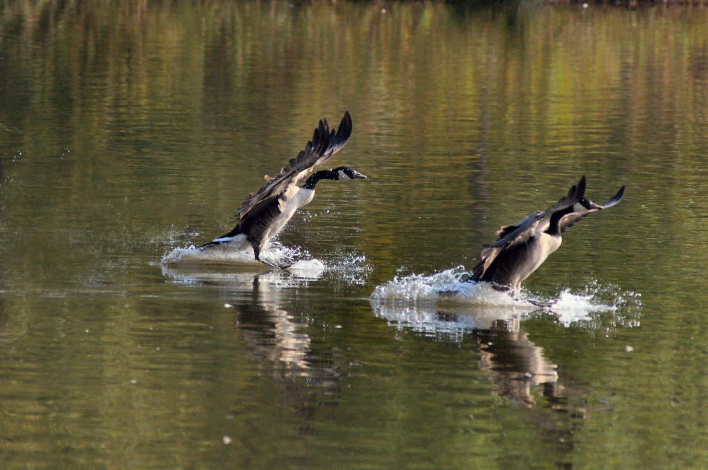 IMGP9399 res & cropped.jpg