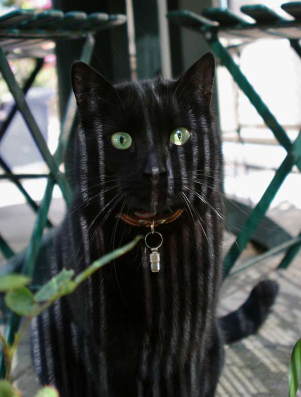 The Cat