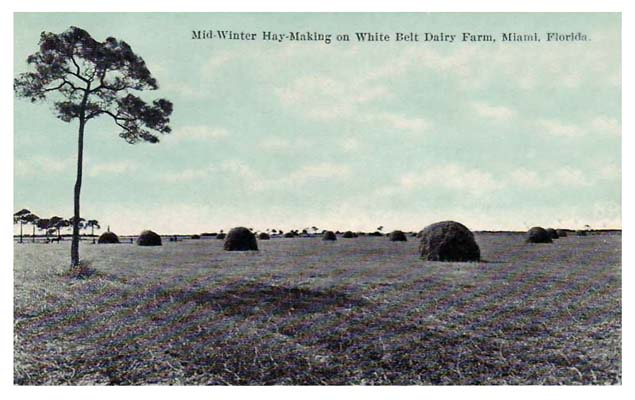 1920s - mid winter hay making on Dr. John G. DuPuis White Belt Dairy Farm, Miami (comments below)