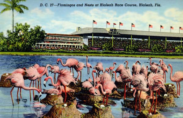 Flamingos and nests at Hialeah Park - postcard