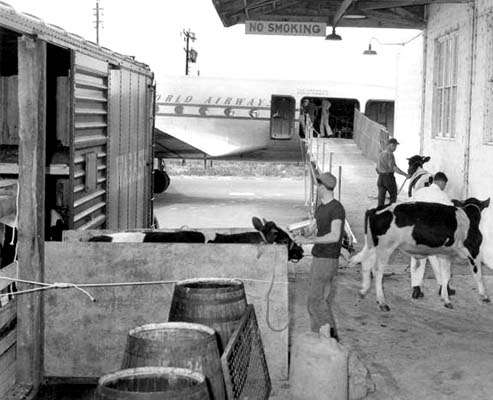 Early 1950s - Loading cattle onto a Pan American DC-4 at Miami - where the term cattle class for todays airliners came from