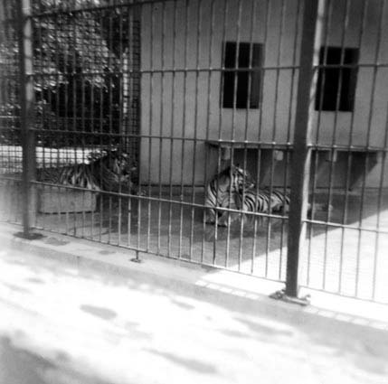 1963 - Tigers at the wonderful Crandon Park Zoo that was loved by so many people