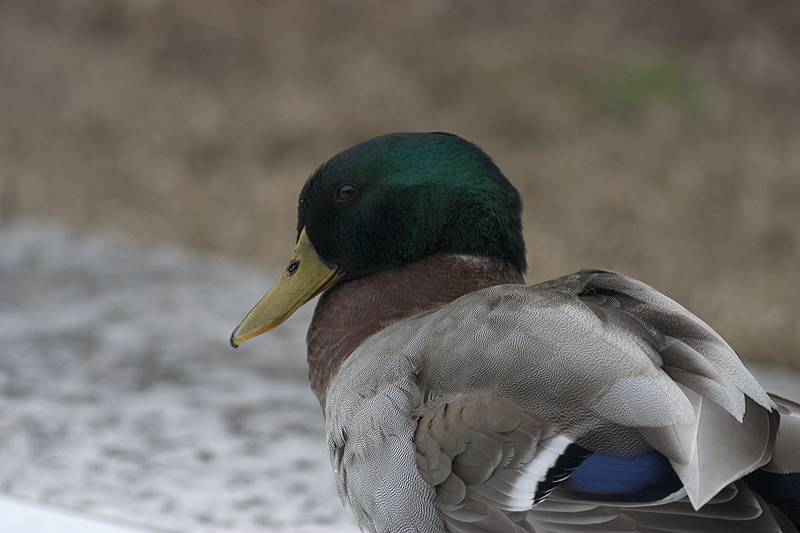 CRW_6570.jpg