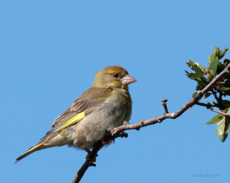 Carduelis chloris - Verdier dEurope - Greenfinch