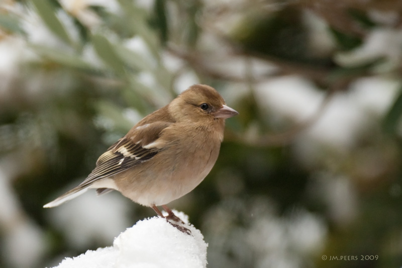 Fringilla coelebs - Pinson des arbres - Common Chaffinch