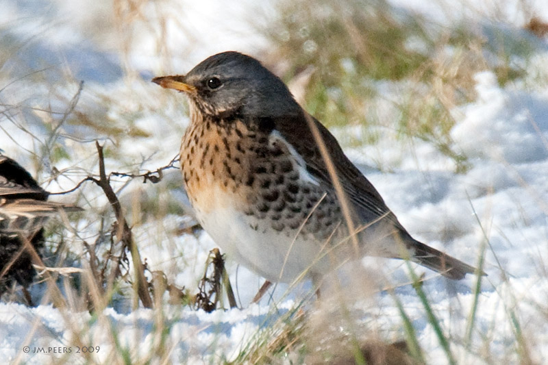 Turdus pilaris - Grive litorne - Fieldfare