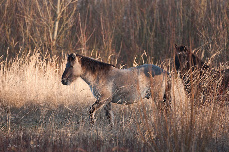 Konik Polski