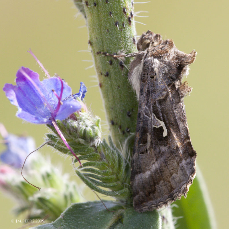 Autographa gamma