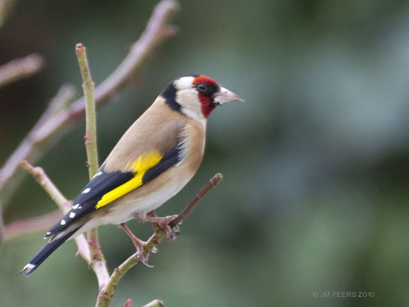 Carduelis carduelis - Chardonneret lgant - Goldfinch