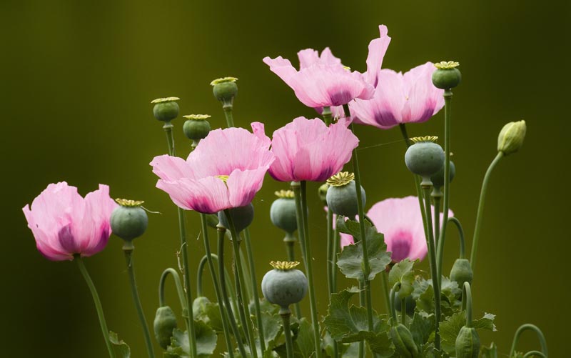 pavot oriental - papaver orientalis