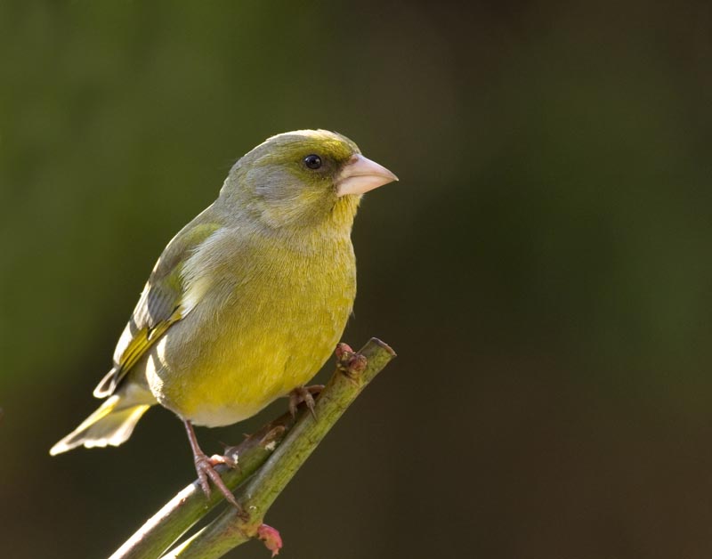 Carduelis chloris - Verdier dEurope - Greenfinch