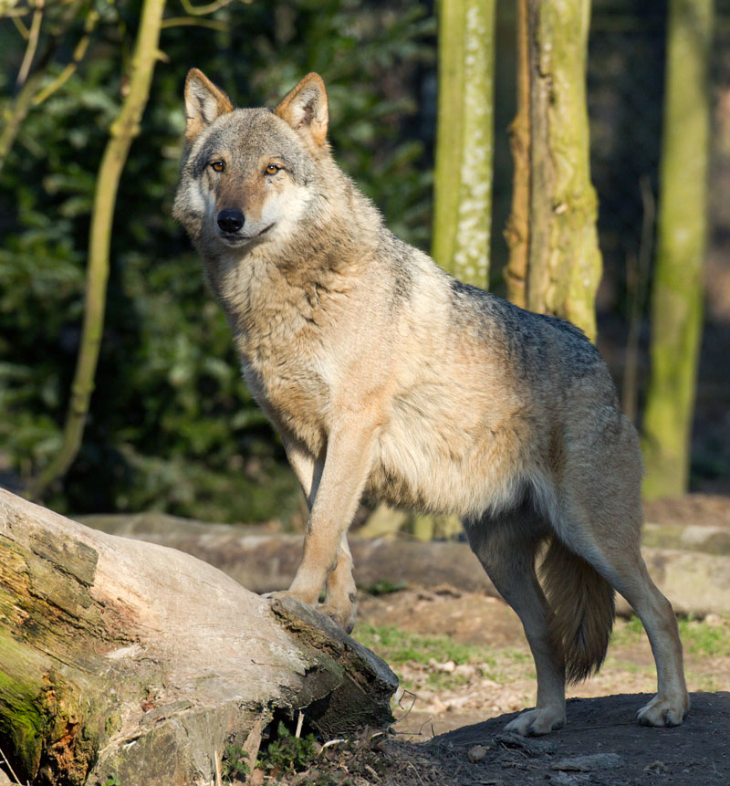 Loup gris commun, canis lupus lupus, grey wolf