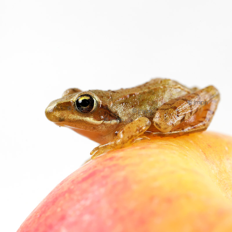 Little frog on an apple