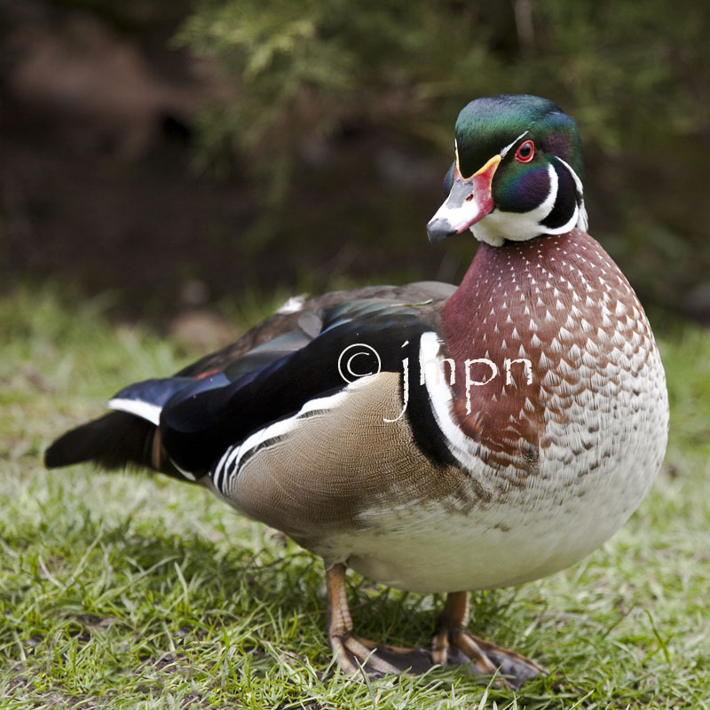 Aix sponsa - Canard carolin - Wood Duck